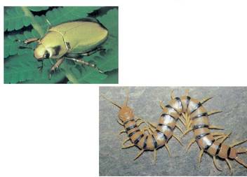 1. Irudia: Artropodoak.<br>